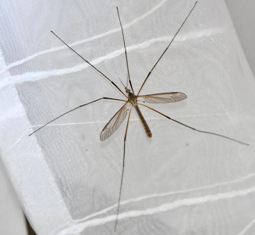 Tipula paludosa